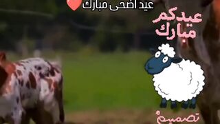 اضحية