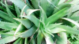 Aloe Vera plant