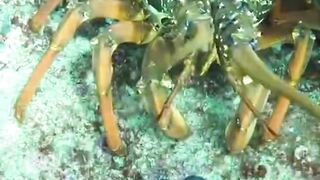 Diver catch shrimp in coral