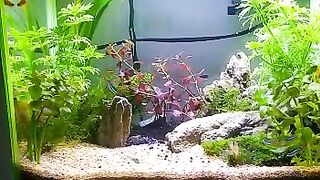 Aquascape naturalis