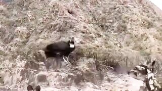 Wild dogs attack  Bird.
