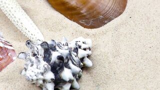 Shells, oysters and starfish on sand, close up