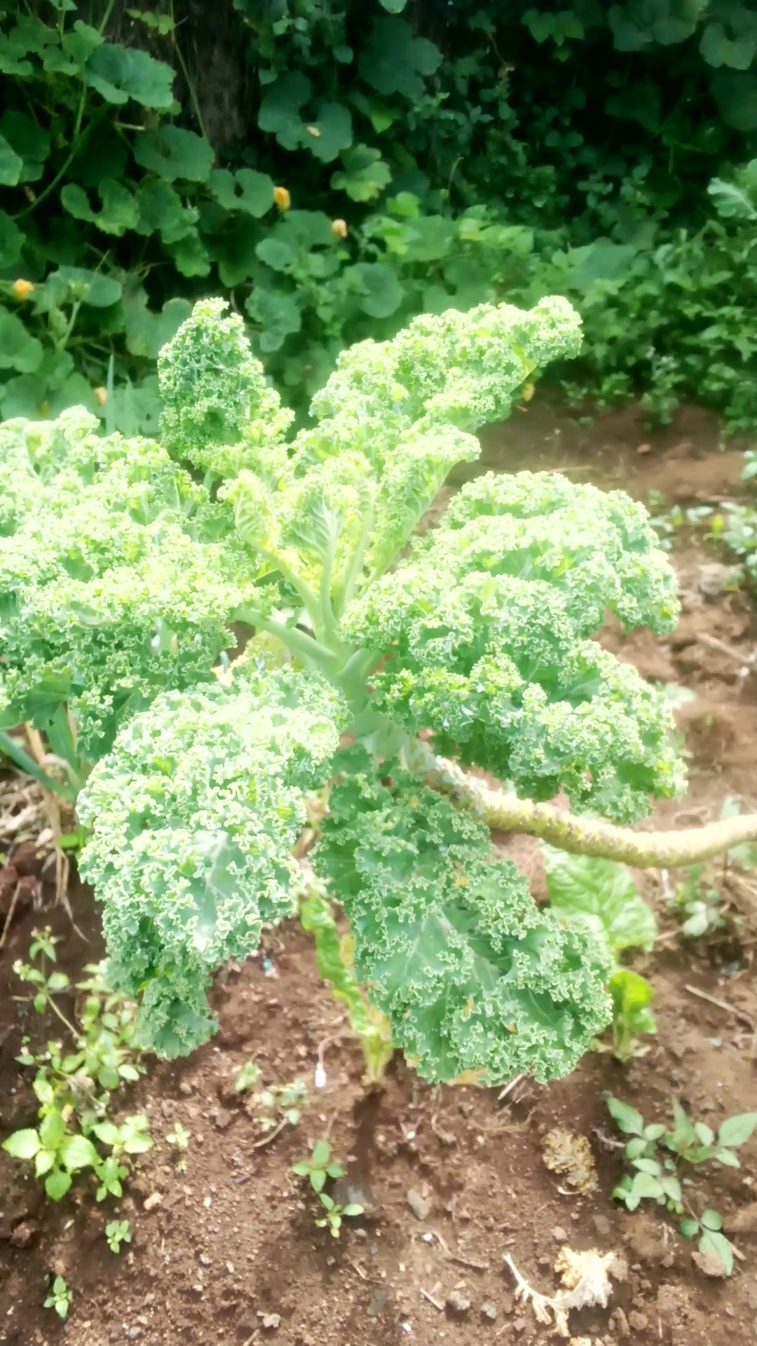 Matumbo sukuma wiki febspot