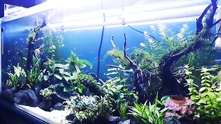 Beautifull aquascape of naturality