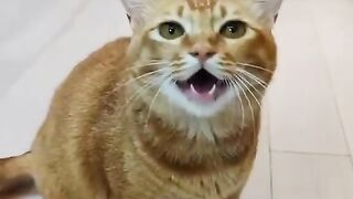 Singing cat, #FunnyAnimals #PetComedy #CutePets