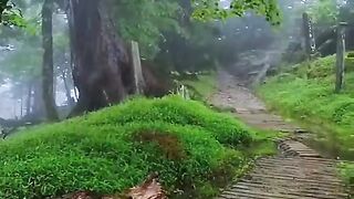 Nature view _ Summer rain_ Rain weather