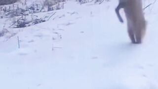 Jackal Catch rat in ice