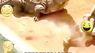 CROCODILES ATTAQUE Best Fails ????????????#emoji #sad #animals #motivation #funnyvideos #love #happy #trend #tiktok #trending #fails