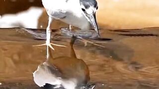 Heron catch fish