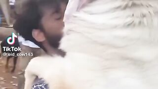 Animal video 15