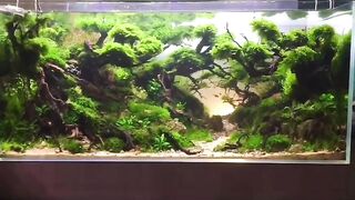 Natural beauty aquascape