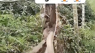snake hideout