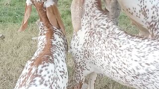 Animal video 16