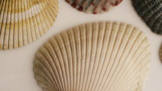 Close up of sea shells