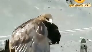 Орёл умирает на ногах
