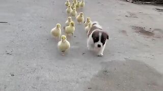 #small_animals_have_fun_together_as_pets