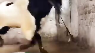 Dangerous Bakra #Bakraeid #Eiduladha