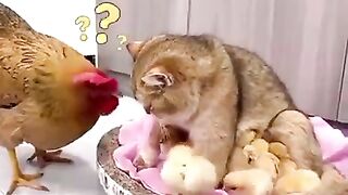 بلی اور مرغی