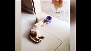 Feathers versus hairs: an unsuspected food confrontation#Funny animals