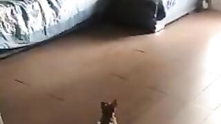 Enjoy how funny these three little dogs are