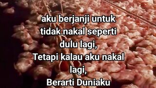 ayam broiler || kata kata lucu 477
