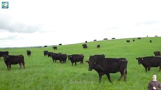 How Processing The Most Expensive Wagyu Beef in The World - Inside Japan Beef  Processing Factory