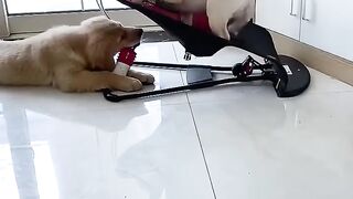 Laugh from the heart, funny animal situations
