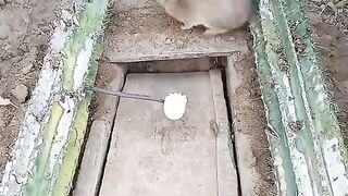 ليس من السهل خداع الفئران  ..  It is not easy to fool mice