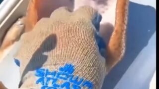Stem of Sea Creature????????