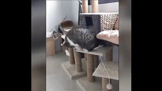 Feline mischief: the antics of a teasing cat#Funny animals