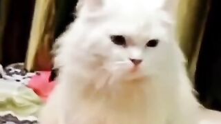 Ander stand cat