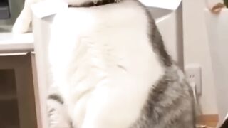 Vídeos de Gatos fofos