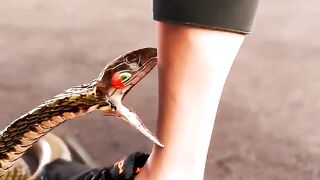 What happens when a snake bites?