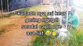 ayam broiler || kata kata lucu 483