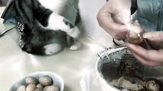 Cat funny 39