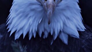 Bald eagle