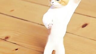 Cat dance 3