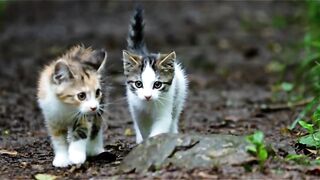 Suara anak kucing panggil induknya untuk prank induk kucing