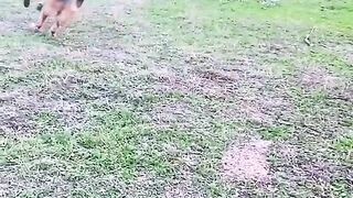 Dog running  full Sharpe dog