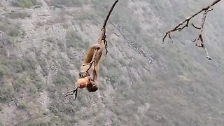 monkey funny clip