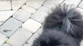 Cute dogs