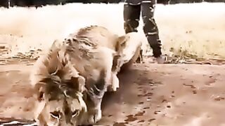 Danger lion love this man