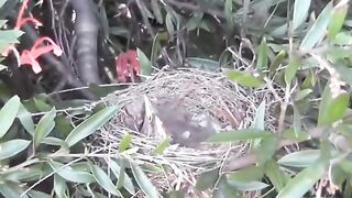 Snake attack on birds kids.