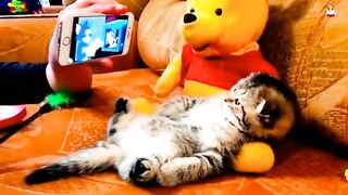 Funny Cat love to see Tom & Jerry