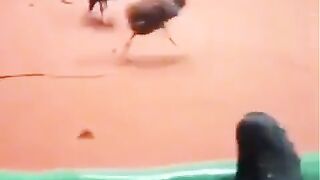 chiken so fast and entilegent