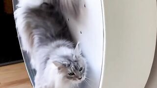 Cat amazing talent #viral #viral_video #trending #cat_videos #cat_amazing_talent