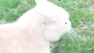 Animal vedios fun