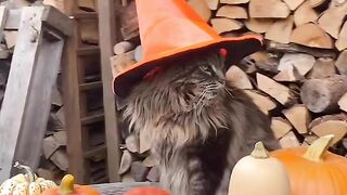 Cat Celebrate Halloween #cat #cat_videos #viral #viral_video