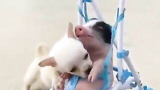 cute Dog  ????️????❤️
