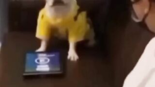 New dog funny complications